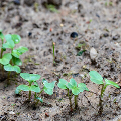 Close-up of salad microgreens, green leaves and stems. Sprouting Microgreens. Seed Germination at home.