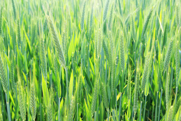 A field with green ears in Baden-Wuerttemberg, Germany