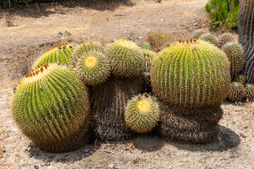 Close up Golden Barrel, cactus ball, Echinocactus Grusonii, Cactaceae, Central Mexico