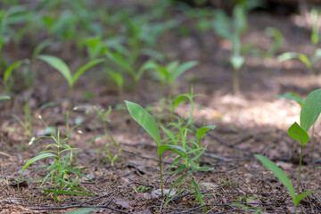 Green thickets of lily of the valley leaves. Abstract blurred forest glade in spring