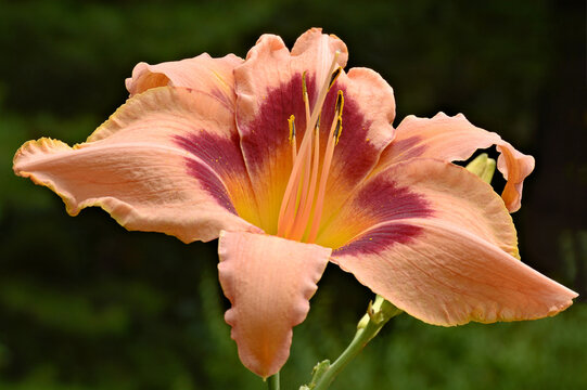 Closeup of colorful deep salmon and maroon daylily blossom with tiny specs of pollon dusted on petals. Reproductive parts (pistol and stamens) clearly visible. Hemerocallis Classic Caper.