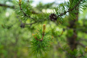 Young cone on a conifer