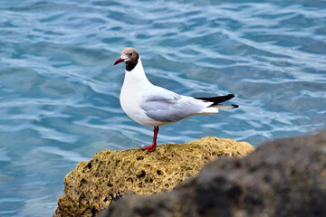 Brown-headed gull sitting on rock