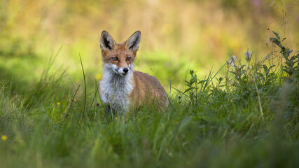Naklejka na ściany i meble Cute red fox, vulpes vulpes, standing in tall green vegetation on meadow in summer at sunrise. Adorable animal wildlife in natural environment with copy space.