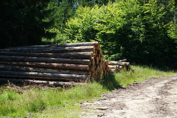 Freshly felled trees stored in the forest to dry await further processing