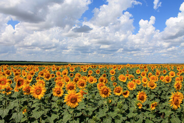 Fototapeta premium field of sunflowers and blue sky