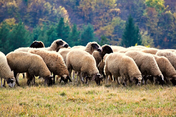 Obraz premium Flock of sheep grazing in autumn