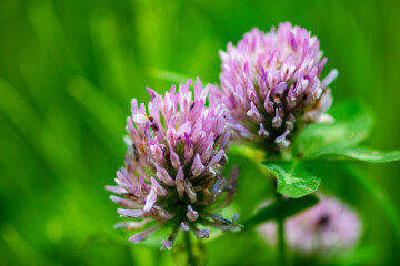 small forest insects on plants in natural conditions