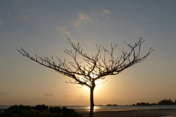 Fototapeta na wymiar arbre et soleil