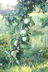 Green apples on a tree branch. Fruits ready to be harvested in summer garden