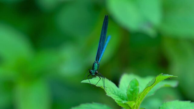 Dragonfly on leaf, male, blue, Banded Demoiselle (Calopteryx splendens) - (4K)