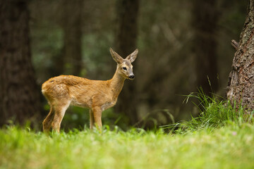 Naklejka na ściany i meble Baby roe deer, capreolus capreolus, standing in forest during the summer. Cute fawn staring to the grass from side view. Little wild animal watching in nature.