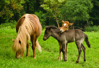 Fototapeta premium Two pretty and cute foals, a black one and a chestnut, Icelandic horses, are playing and grooming together in the meadow, near the grazing chestnut mare. It`s a good life for horses