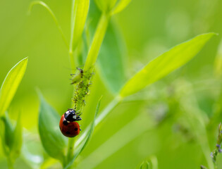 adventures of a red ladybug on a camomile and leaves
