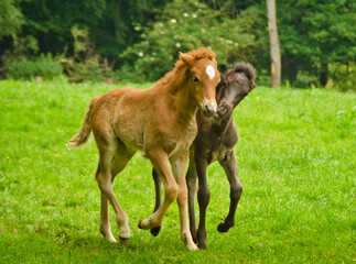 Obraz na płótnie Canvas Two pretty and cute foals, a black one and a chestnut, Icelandic horses, are playing and grooming together in the meadow, social behavior an animal welfare 
