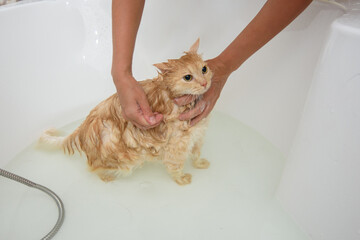 The cat is soaped with shampoo, put in a bath with water