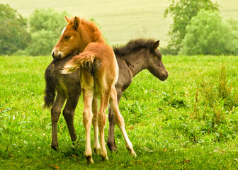 Two pretty and cute foals, a black one and a chestnut, Icelandic horses, are playing and grooming together in the meadow, social behavior an animal welfare 