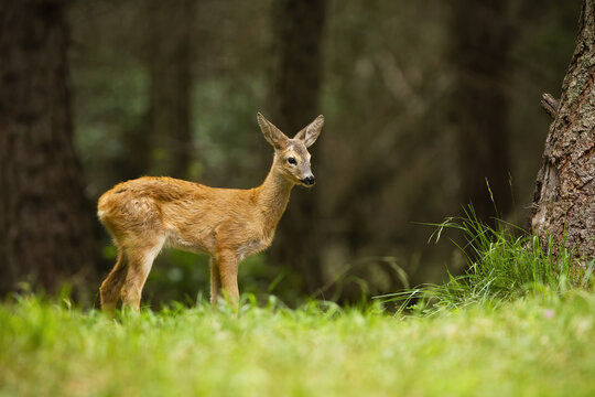 Baby roe deer, capreolus capreolus, standing in forest during the summer. Cute fawn staring to the grass from side view. Little wild animal watching in nature.