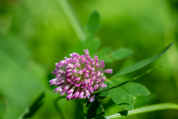small forest insects on plants in natural conditions
