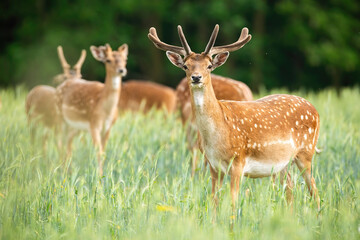 Group of fallow deer, dama dama, stags standing on meadow in the summer. Majestic mammals with antlers in velvet watching on field from side. Wild animal grazing in nature.