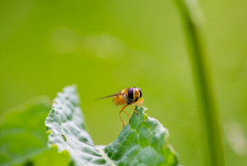small forest insects on plants in natural conditions