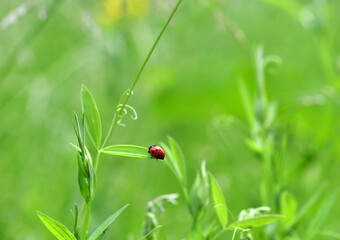 adventures of a red ladybug on a camomile and leaves