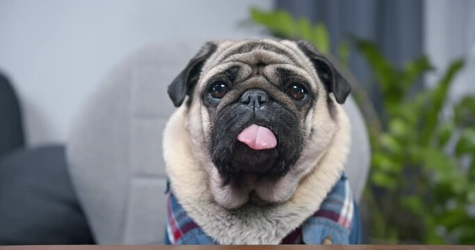 Funny pug dog dressed in a shirt. Looking at camera, making online video call or recording vlog to webcam at home, office. Pug dog with pretty face. Portrait. Funny tongue. Watching attentively
