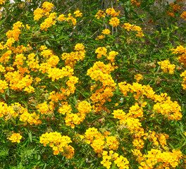 Obraz premium Beautiful bush of flowering decorative small yellow flowers Alyssum