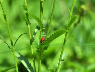 adventures of a red ladybug on a camomile and leaves