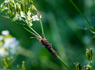 small forest insects on plants in natural conditions