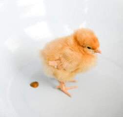 chick pooped