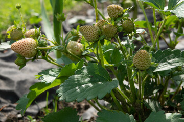 Large bush of strawberries, with green berries. Growing berries in the garden. Concept of proper healthy nutrition, agriculture.