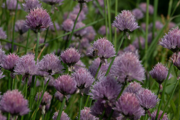 Abundant flowering of bright purple onions in garden.