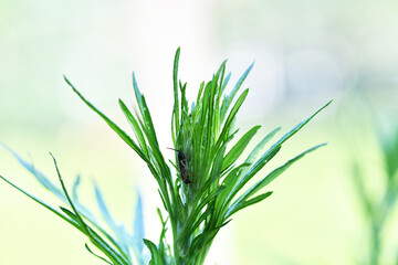 small forest insects on plants in natural conditions