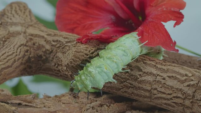 A large green caterpillar is crawling on a branch near a red flower.