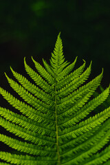 Fern leaf on dark background