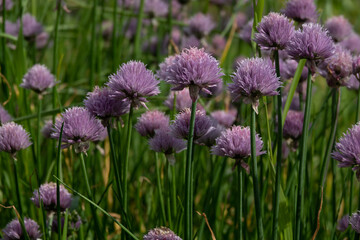 Abundant flowering of bright purple onions in garden.