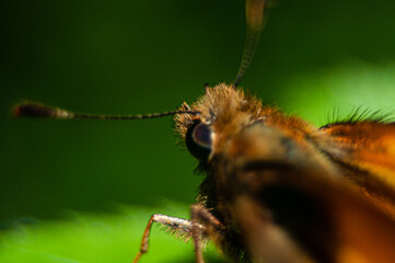 Skipper