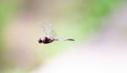 Dragonfly in flight