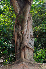 Fototapeta premium Tree trunk with roots