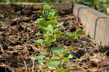Arugula on the bed. The first vegetables in the garden in early spring. Eco cultivation of radishes on raised beds without the use of fertilizers. Arugula sprouts on fertile soil.