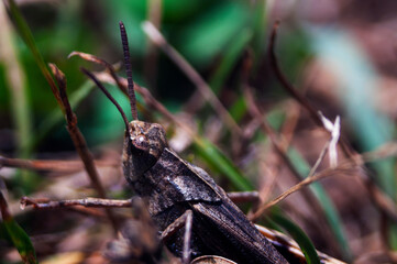 Grey Grasshopper