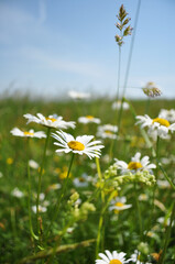Field of daisies. Summer time, nature around on the meadow. Blue sky and sunny day. 