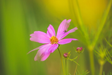 Purple flower detail in the garden, macro photo of housefly. Green grass background, summer plant.