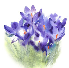Blue crocuses flowers spring blossom watercolor painting illustration greeting card isolated on white background - 360543721