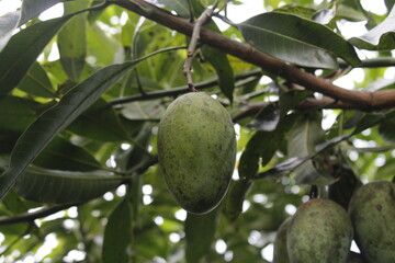 green walnuts on tree