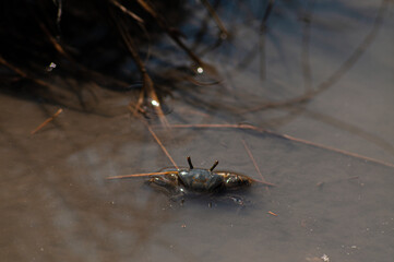 Submerged Crab