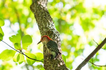 Red-bellied woodpecker
