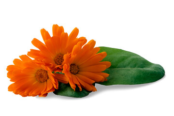 orange flower calendula with leaves isolated on white background