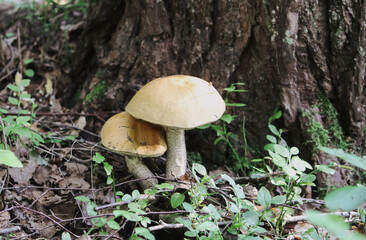 Mushrooms growing in wild forest